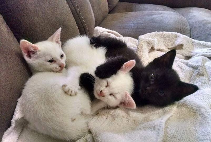 bonded kittens