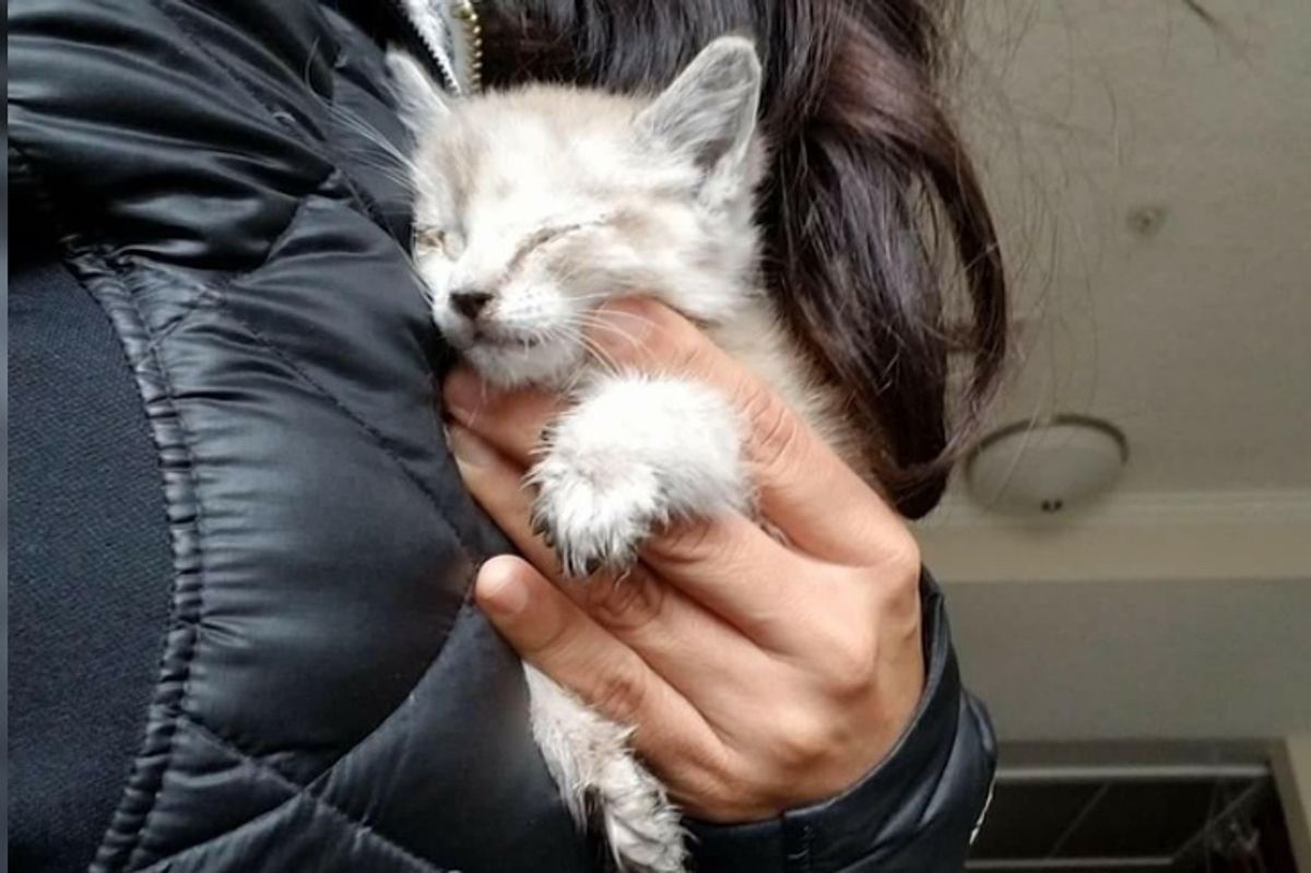 Woman Found Kitten Under Car, Barely Responsive, She Was Determined to Save Her