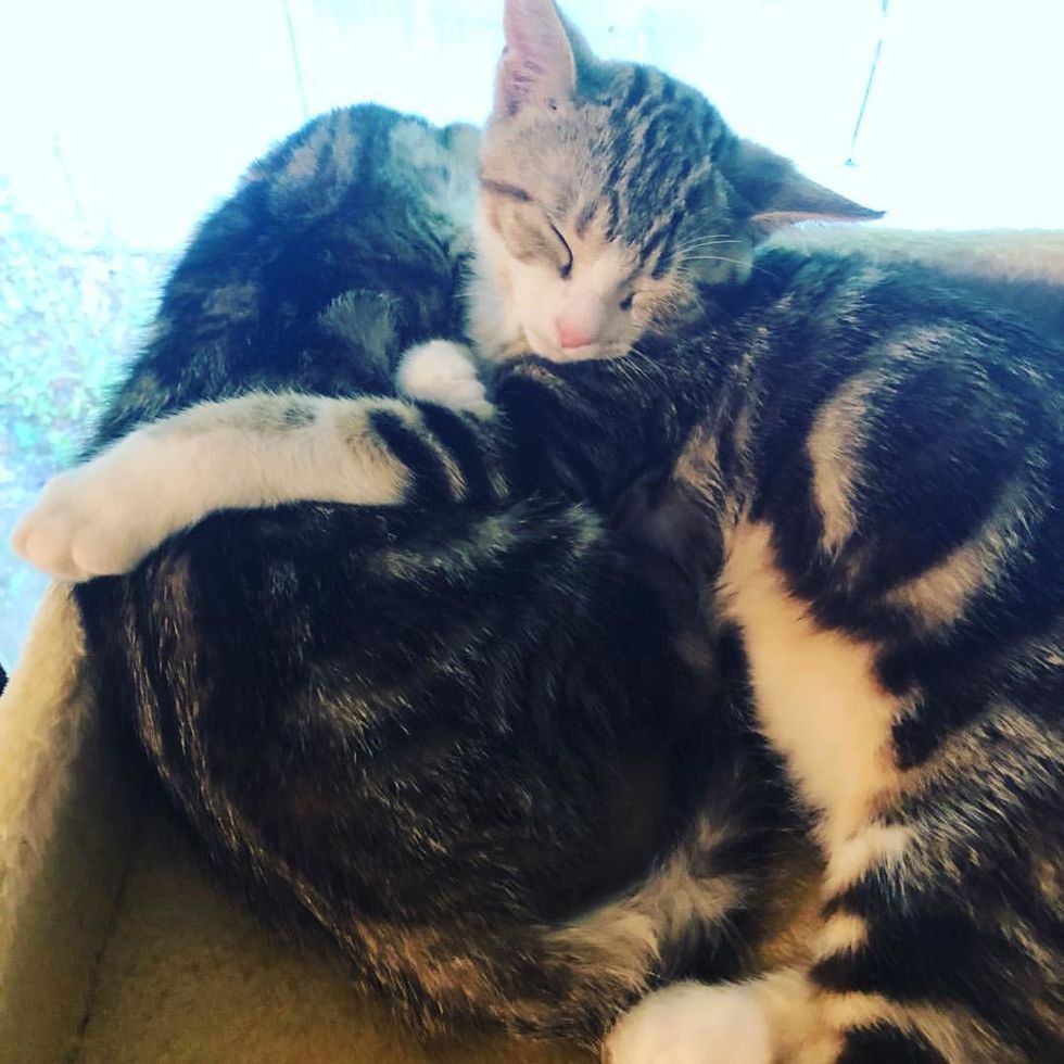 Kittens Rescued Along With Their Cat Mom, Cuddle Their Way Into Loving 