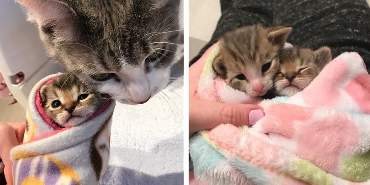 Kittens Rescued Along With Their Cat Mom, Cuddle Their Way into Loving Home Love Meow