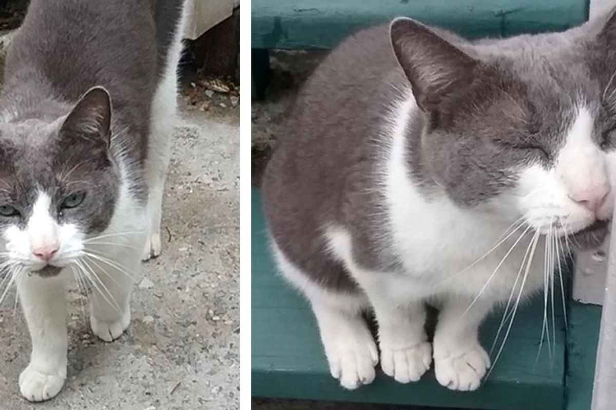 Cat Finds His Way Back to Family 10 Years After His Owner's Passing