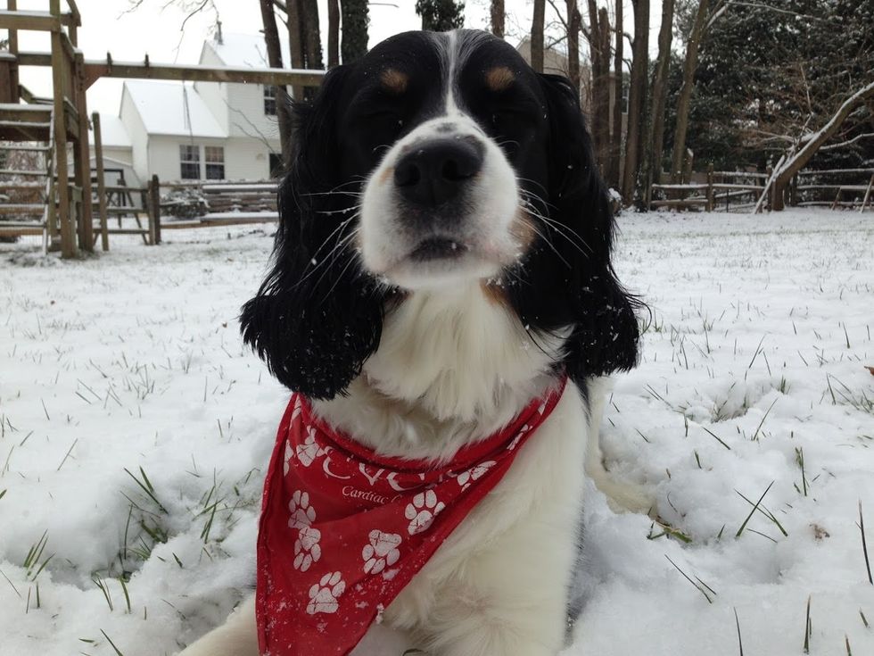 10 Reasons You Need To Adopt An English Springer Spaniel Right Now