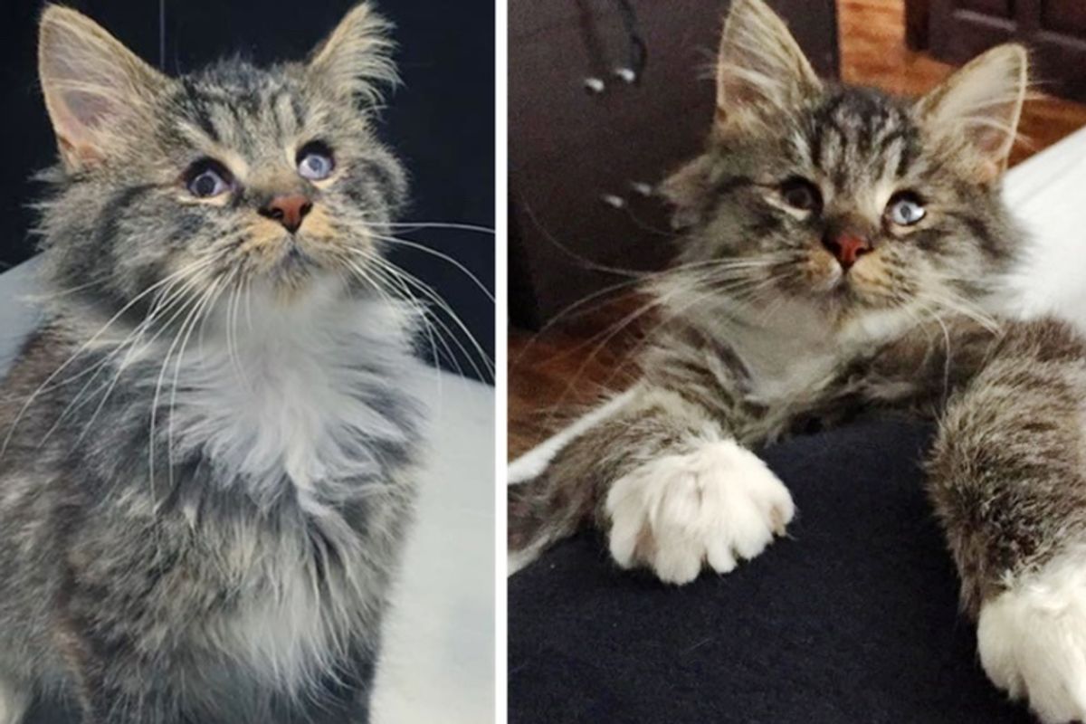 Blind Kitten Found on Streets Gets a New Lease on Life and Gives Everyone Cuddles