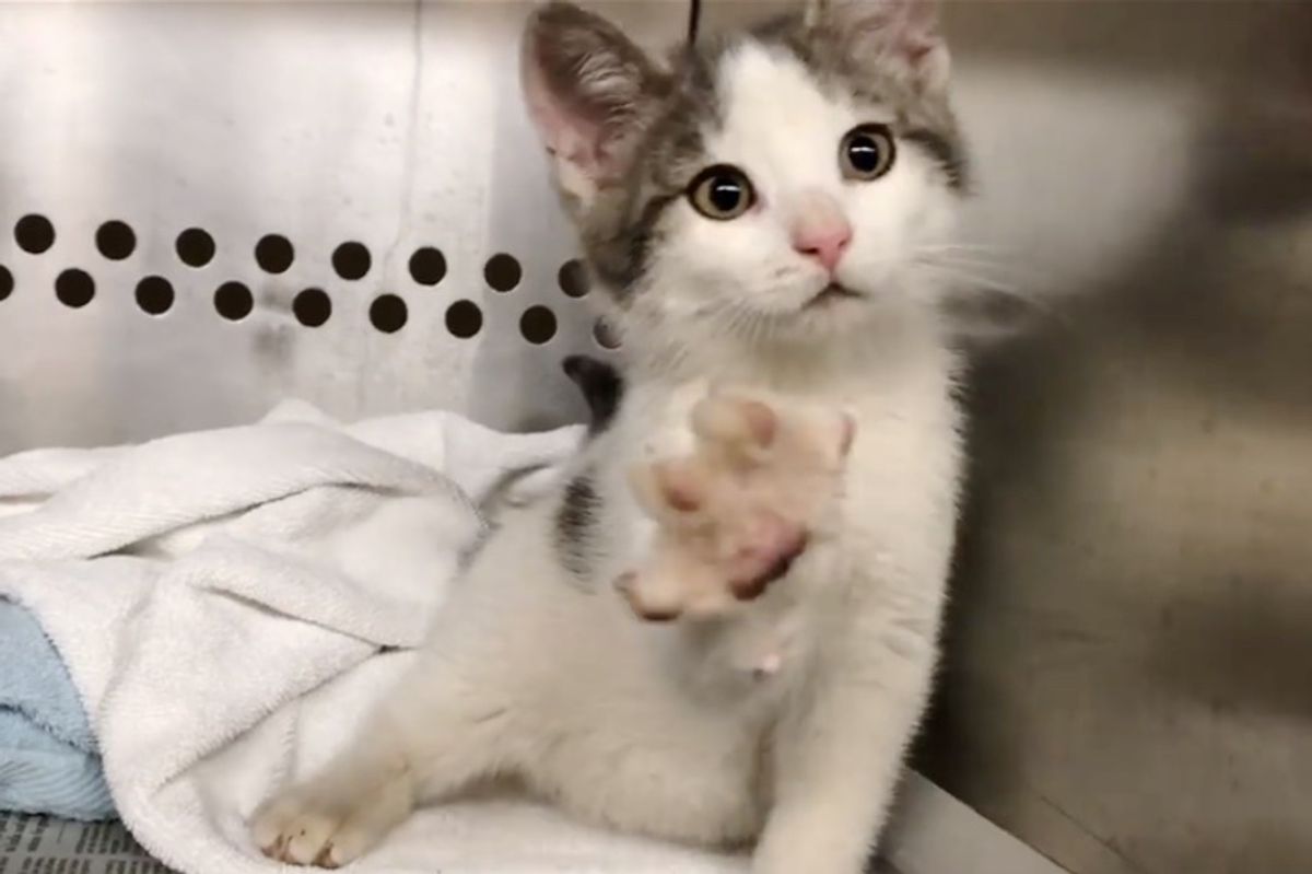 Wobbly Shelter Kitten Uses Cutest Way to Find His Forever Home