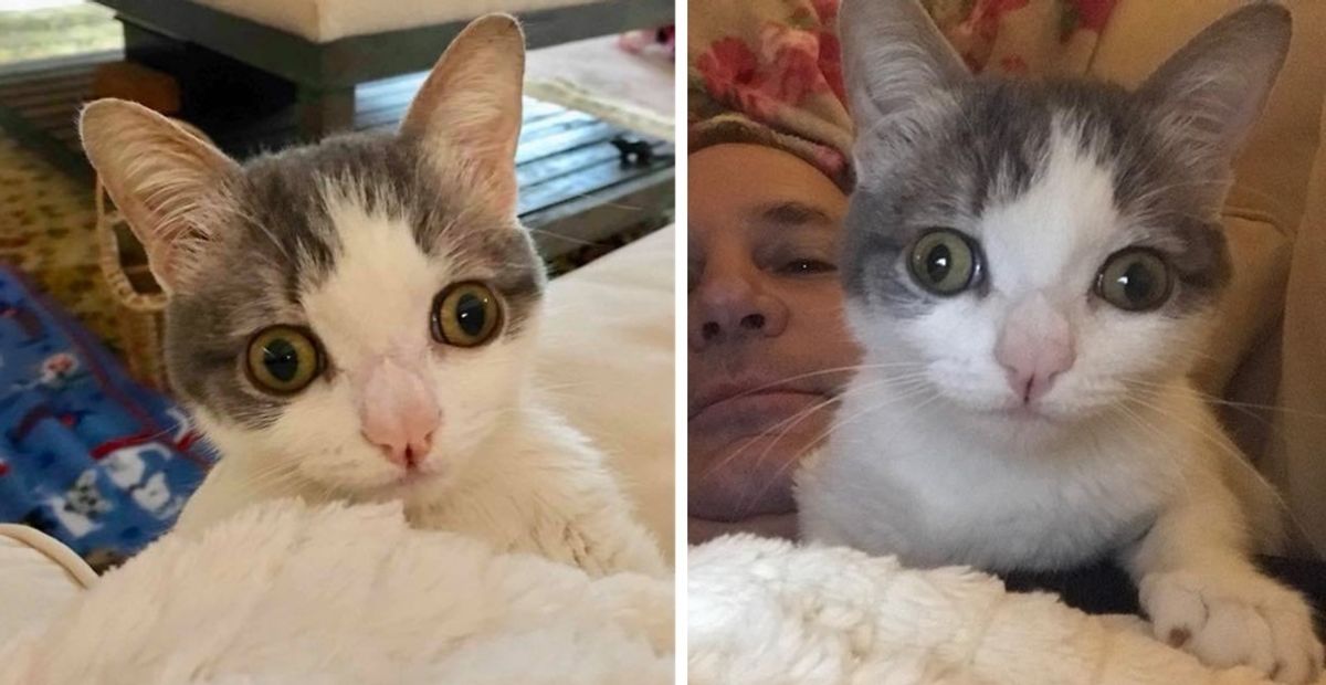 Woman Rescues Cat Born Special and Finds Her a Home She's Been Waiting for