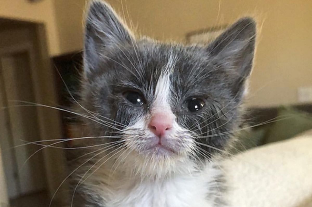 Kitten Gets Help to See Again 24 Hours After Rescue - Her Life Forever Changed