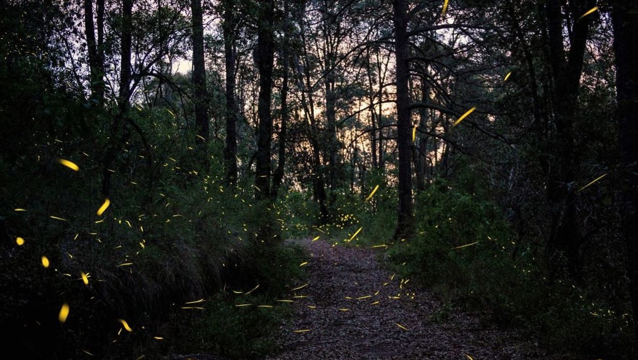 Lightning bug or firefly? Vote for your favorite