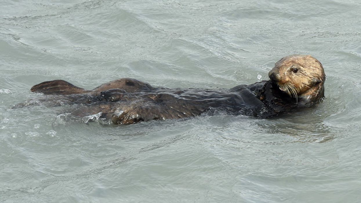 An otter went into a Tennessee Dairy Queen, proving even animals need ice cream this summer