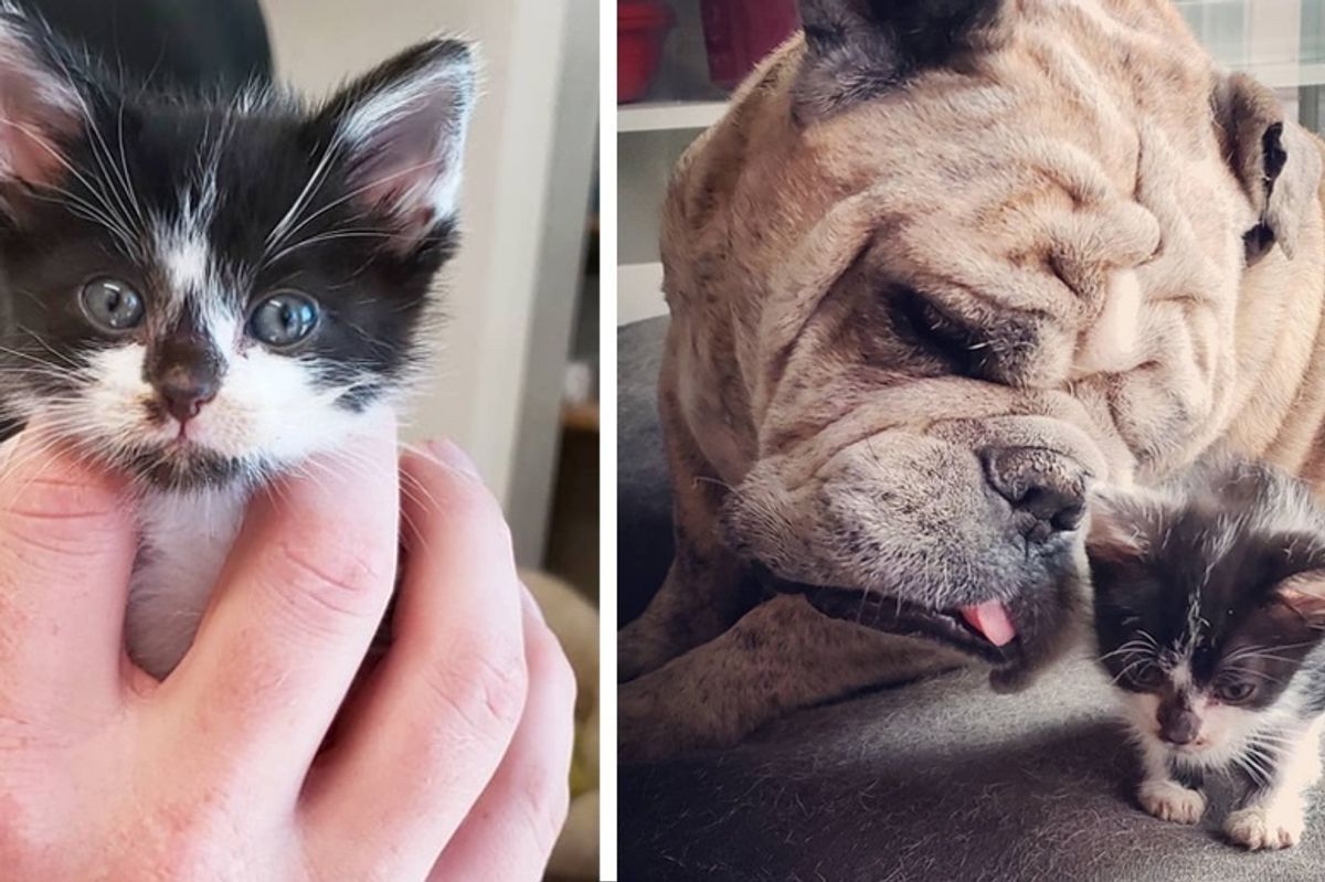 Kitten Found without a Mom, Clings to Everyone Around Him for Love