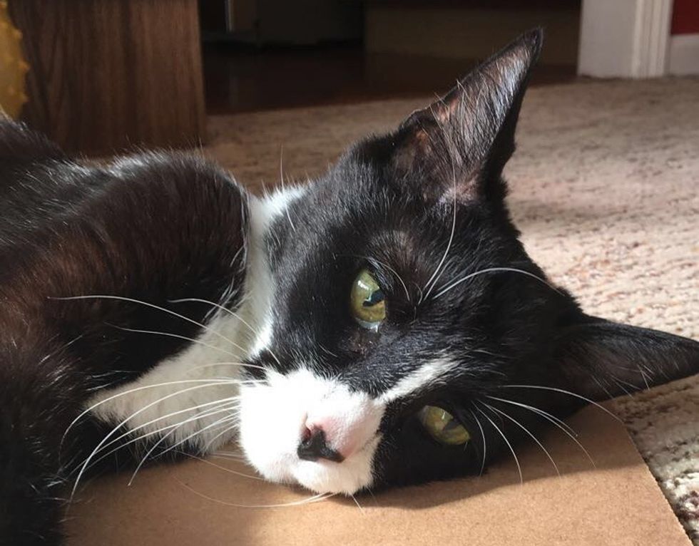 10 Moments That Melt The Hearts Of Cat Lovers
