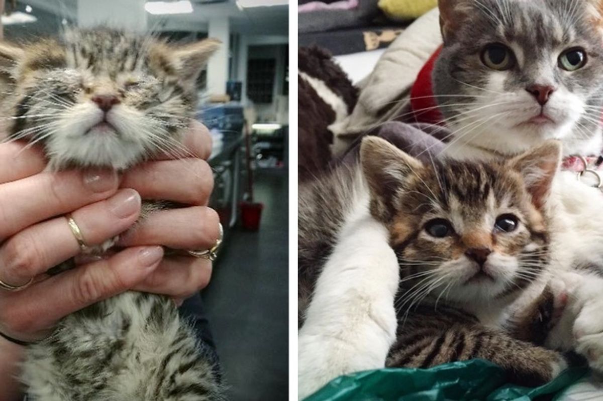 Kitten Abandoned in Shed Gets Help to See and Gives Everyone Cuddles