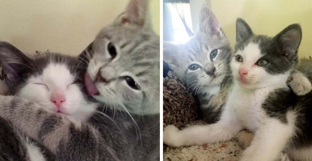 Kitten Who Lost His Siblings, Finds New Brother to Cuddle - They Won't Leave Each Other's Side