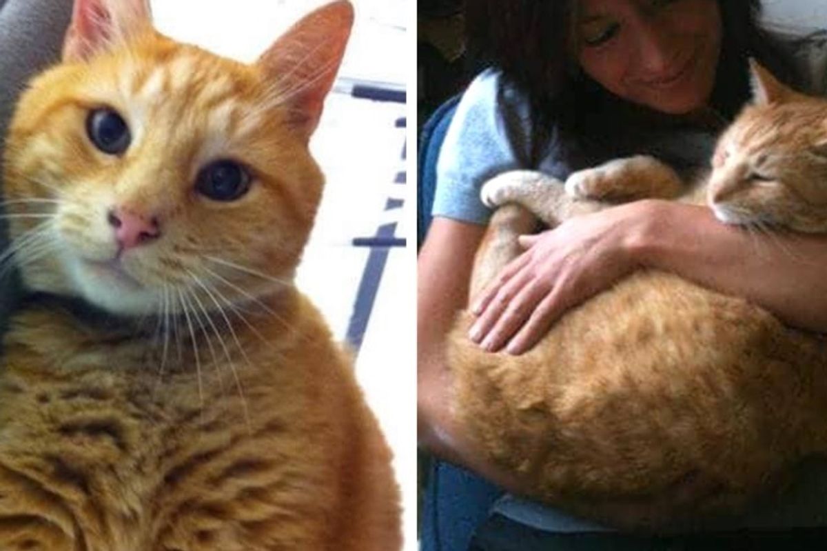 Cat Went to School for Almost 20 Years, Offering Students Comfort, Left Incredible Legacy