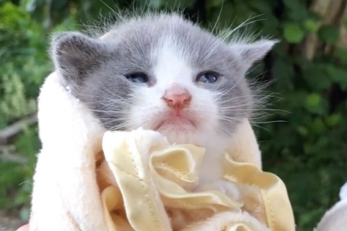 Woman Hears Kitten's Cries and Finds Him and His Brothers Just in Time