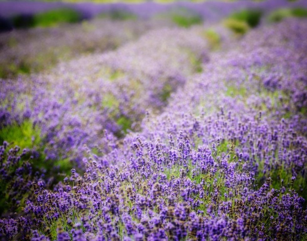 lavender by the bay farm north fork long island 