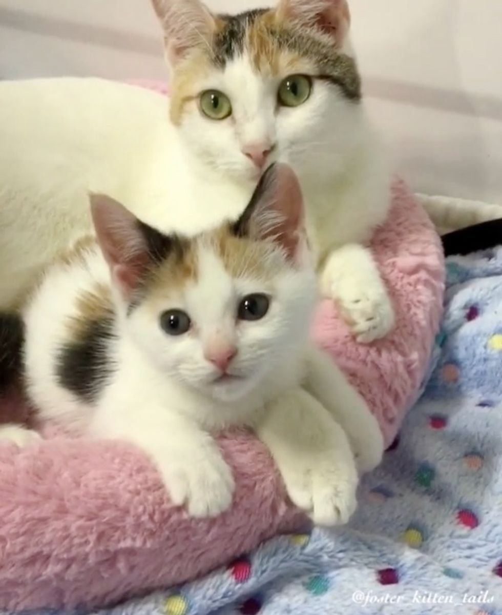 Cat Mom Rescued Along with Her Surviving Kitten - She Wouldn't Let Her ...