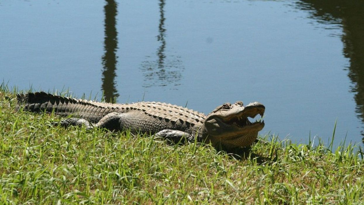Man, child get stuck on zipline over gators so yes, nightmares do come true