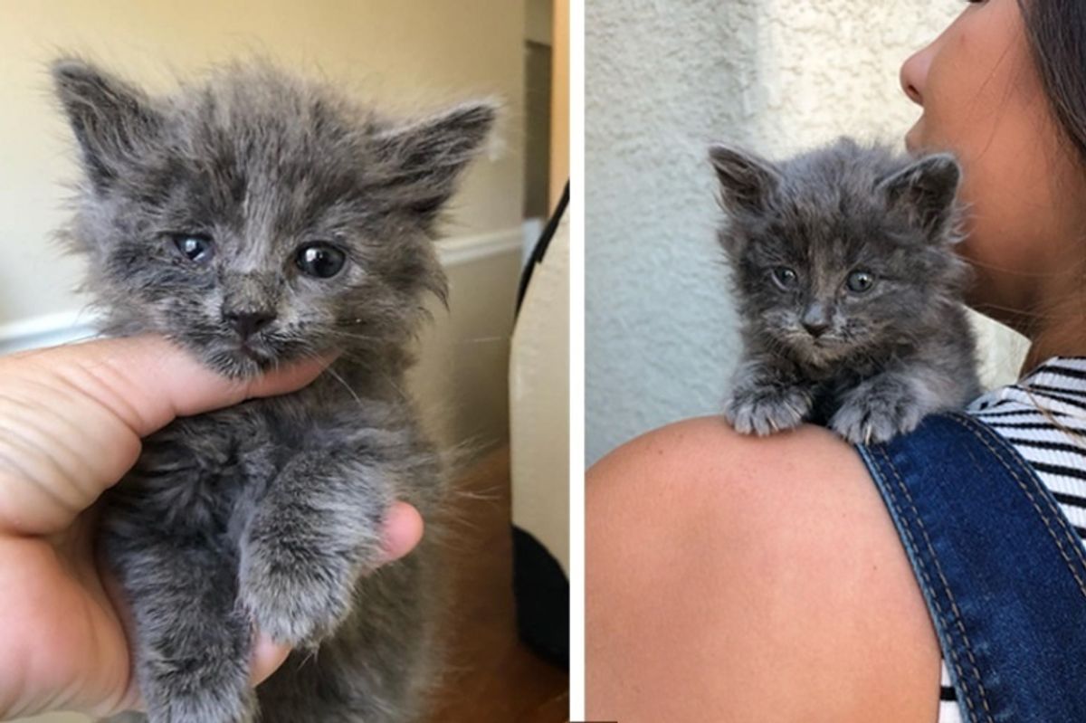 Woman Hears Kitten's Cries from Street and Saves Him from Scorching Heat
