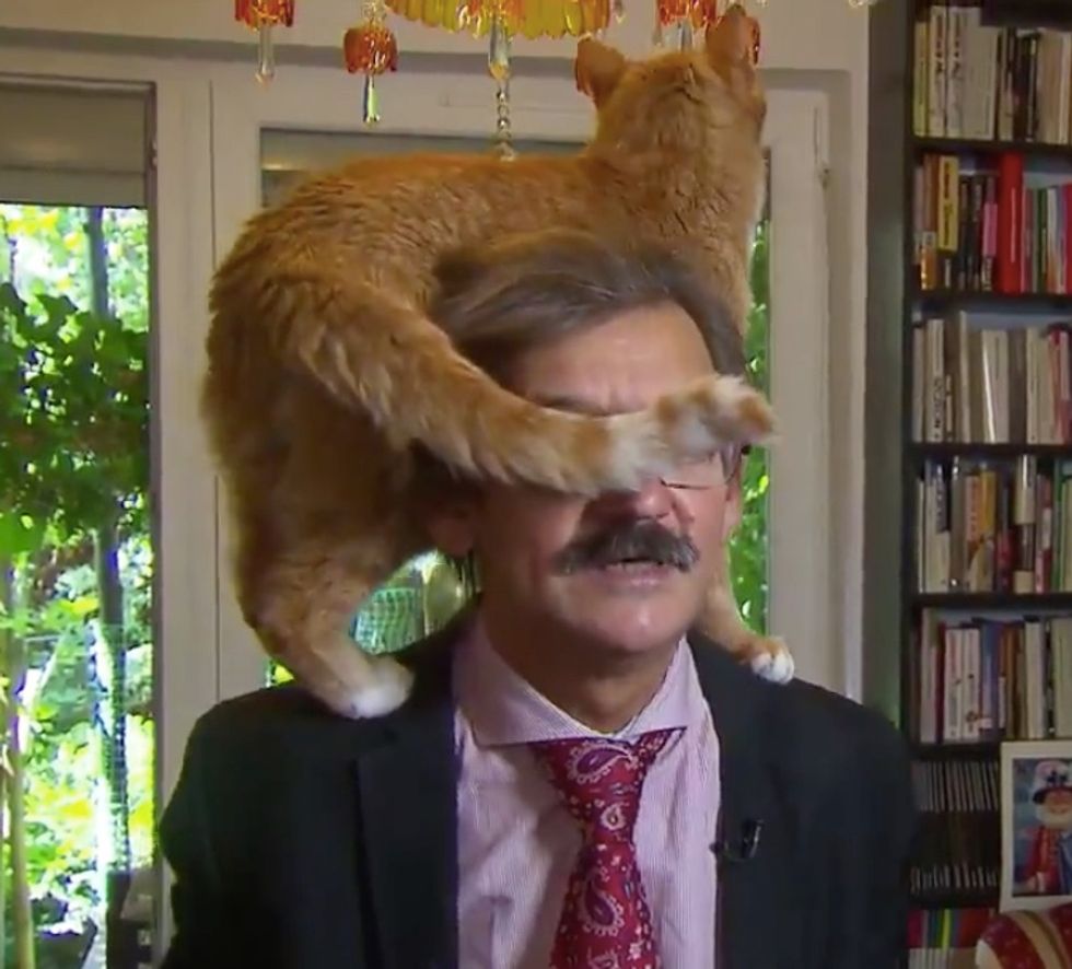 Cat Climbs on Man's Shoulder During Live Interview, But This Isn't the