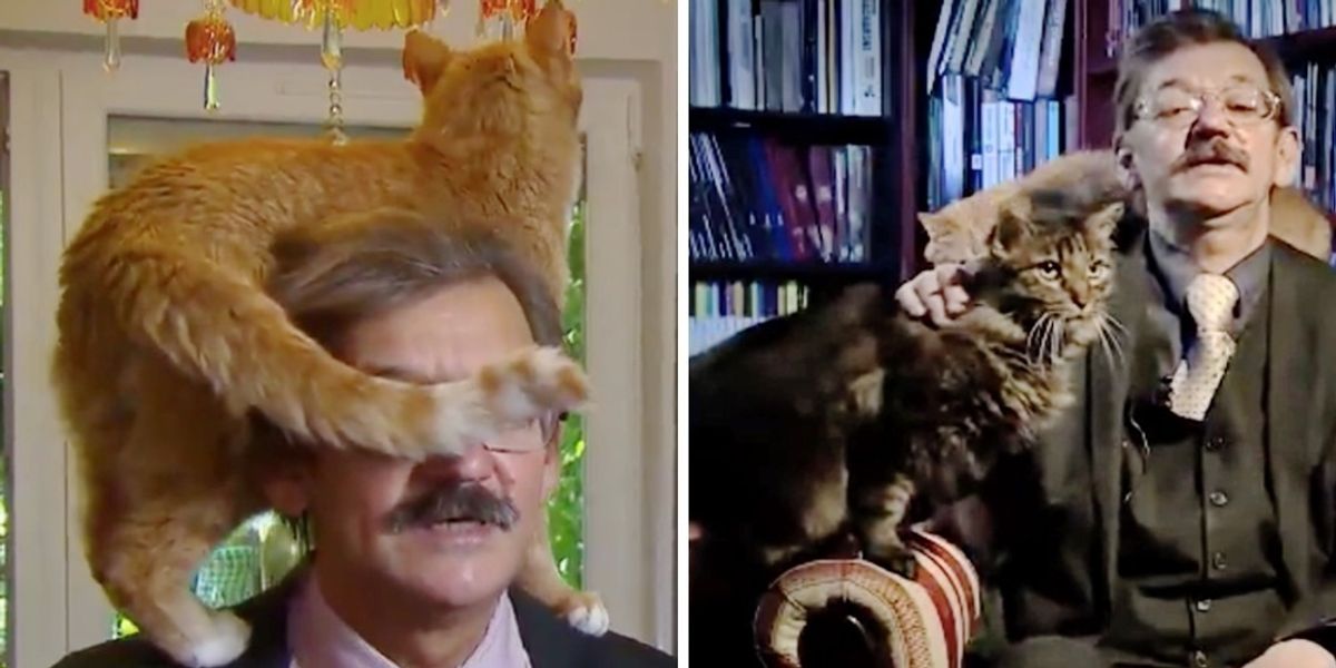 Cat Climbs on Man's Shoulder During Live Interview, But This Isn't the