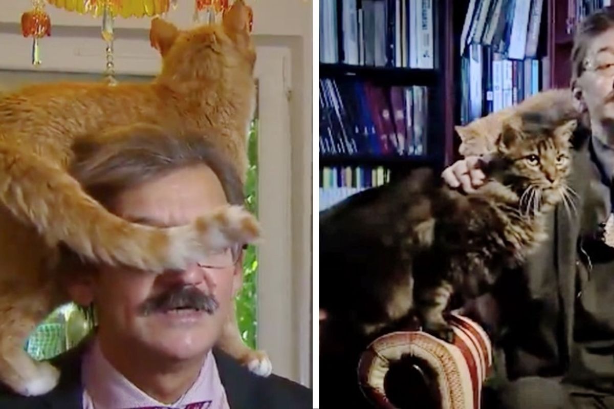 Cat Climbs on Man's Shoulder During Live Interview, But This Isn't the First Time