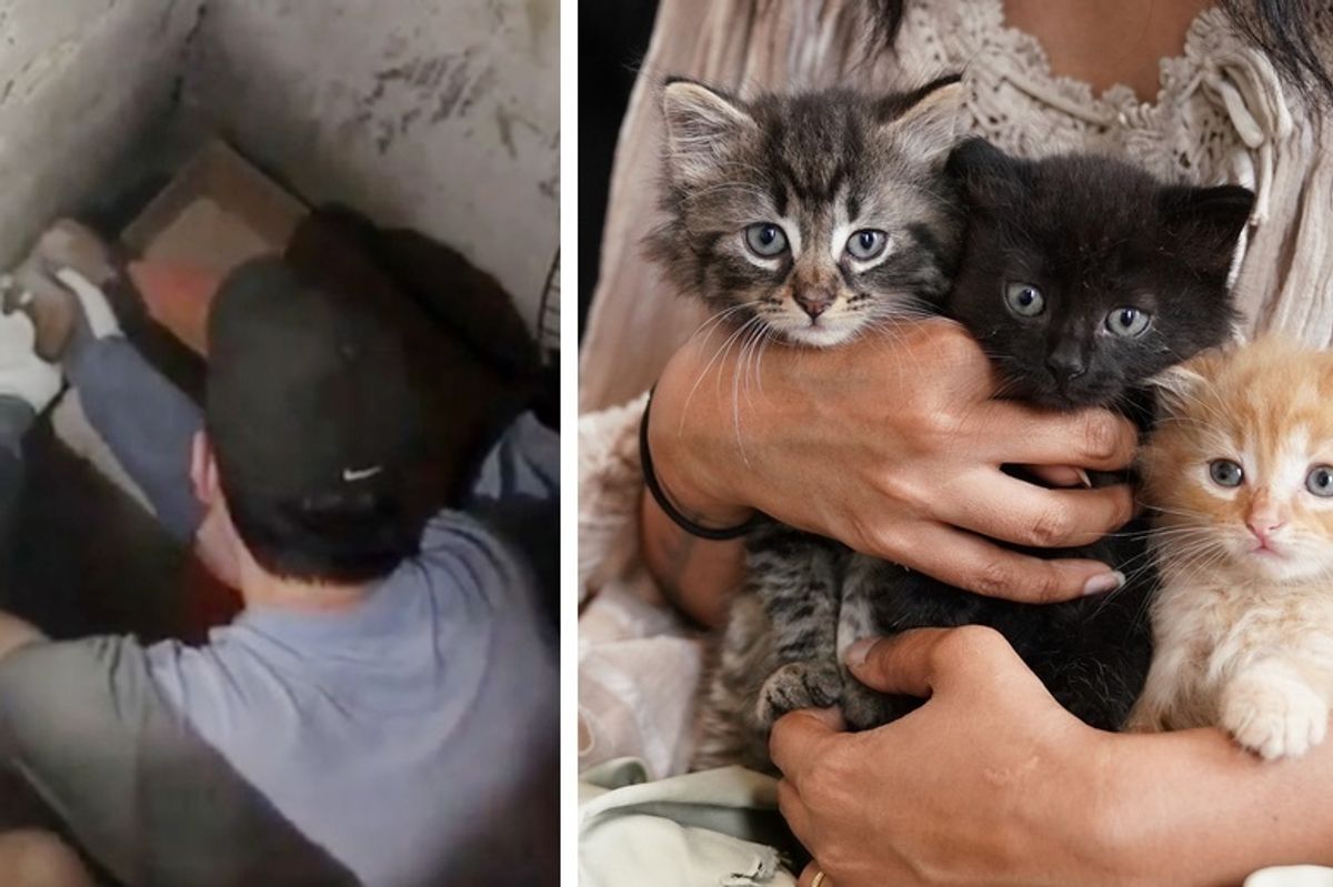 Construction Workers Find Kittens and Keep Them Protected Until They are Rescued