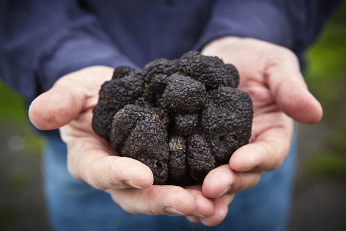 Love Truffle? Try These 7 Truffle-Infused Goodies