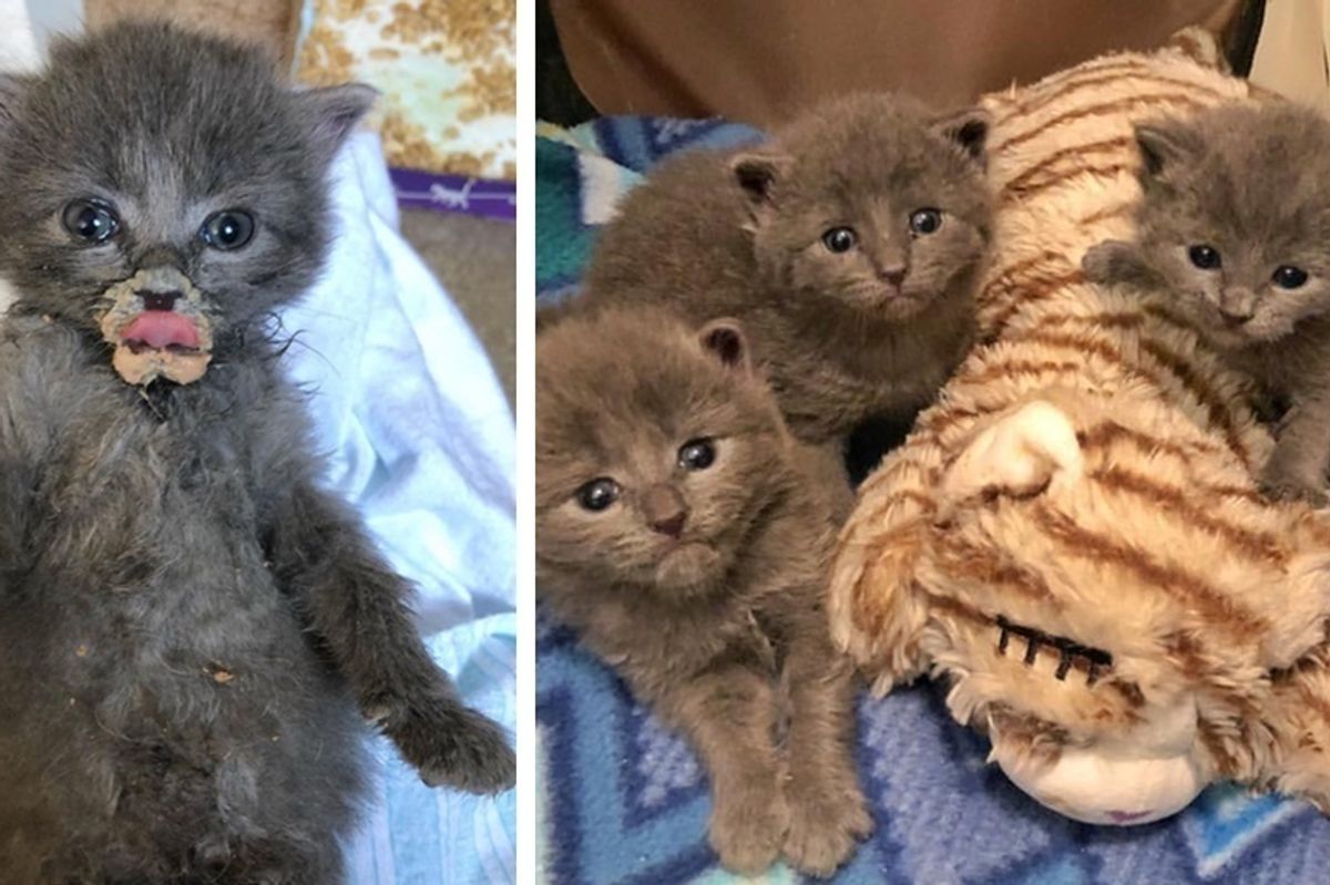 4 Kittens Found Someone to Love After They Were Discovered on a Boat