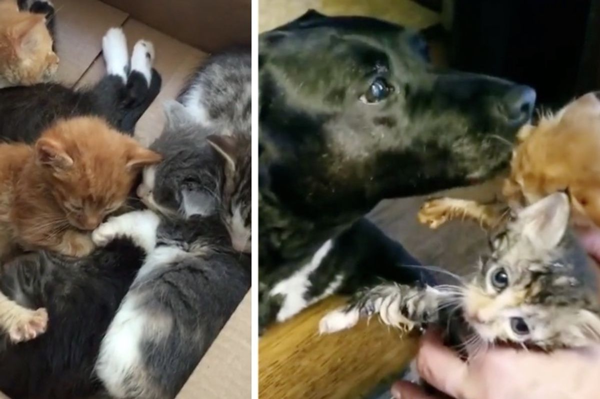 11 Kittens Who Came to Shelter in a Box, Find Motherly Love in Rescued Dog