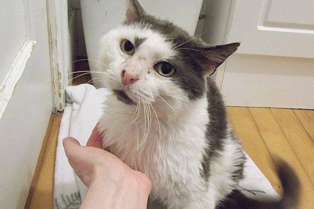 After 11 Years On the Street, Cat Makes Incredible Recovery While Others Didn't Think He Would Survive