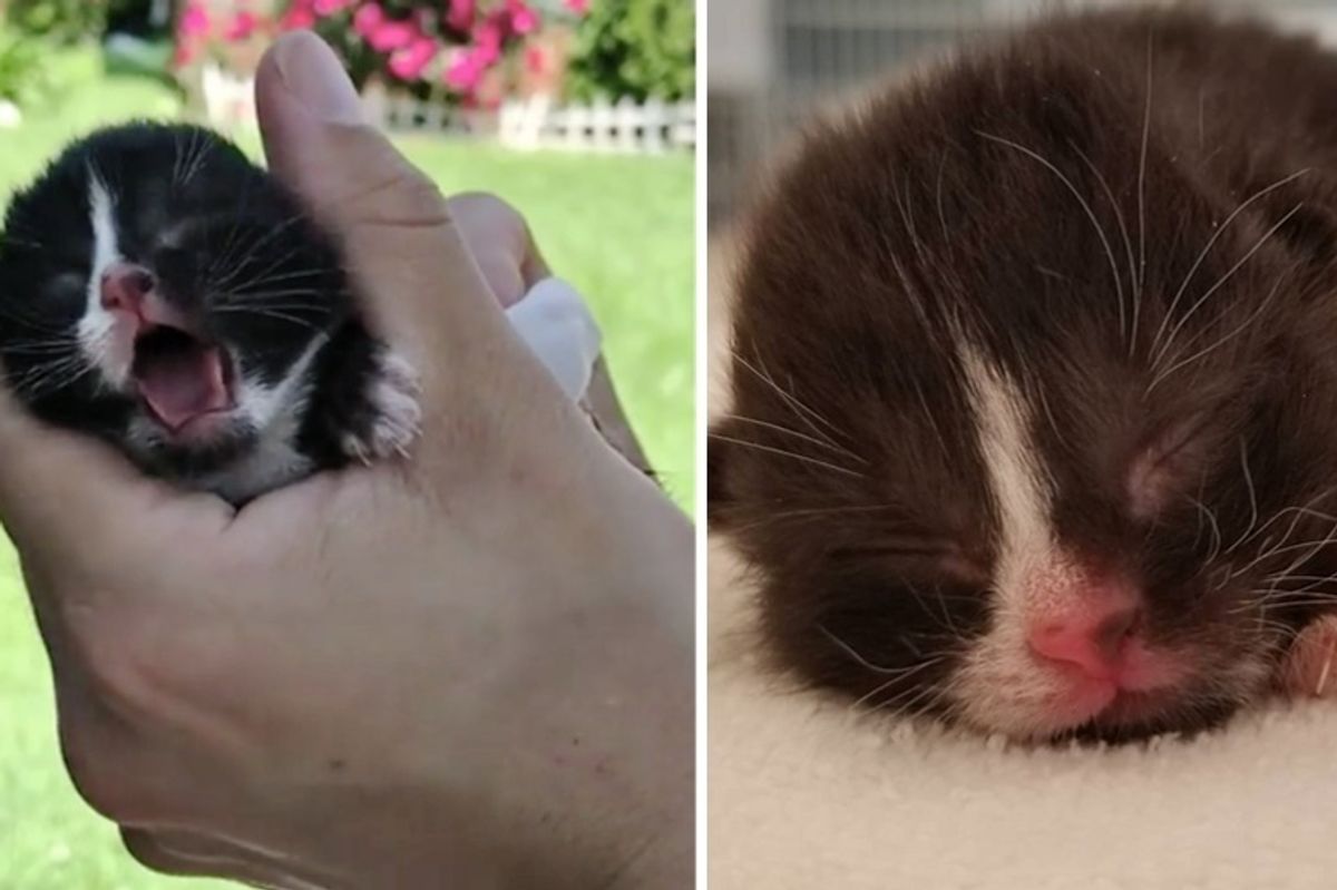 Rescuers Thought They Heard a Bird But Found a Tiny Kitten Alone in Yard