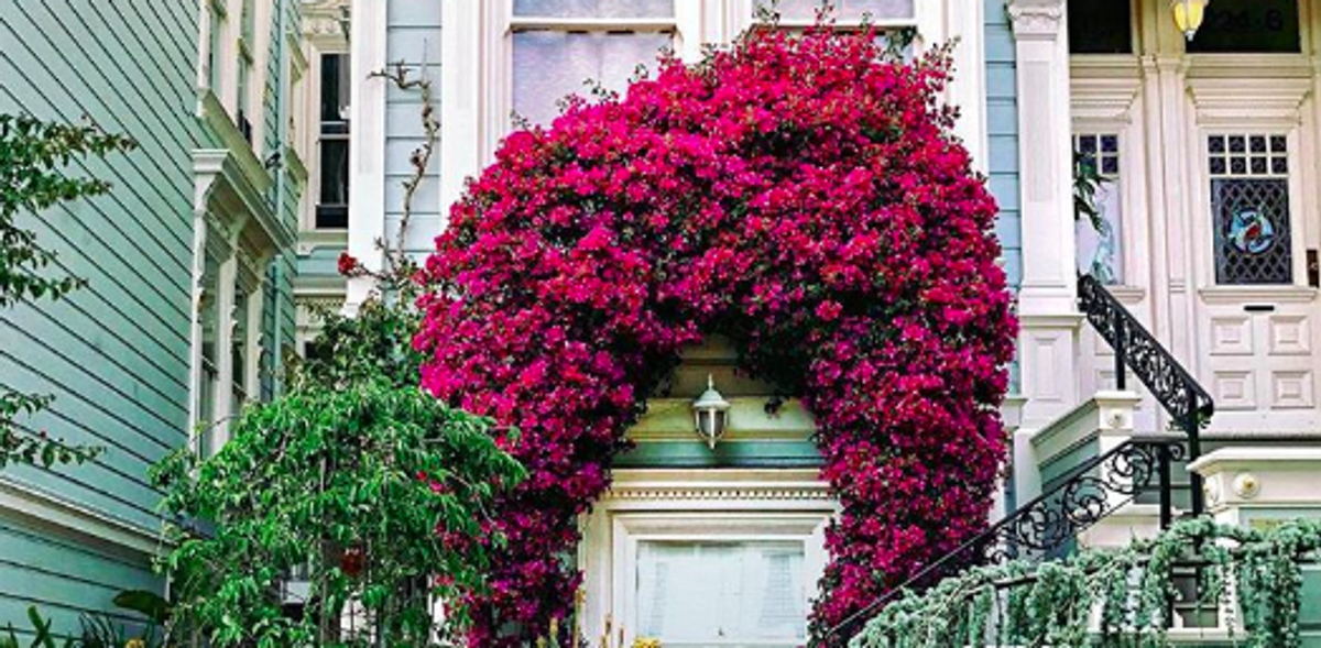 In Full Bloom The Lush Flora and Petal Patterns of San Francisco 7x7