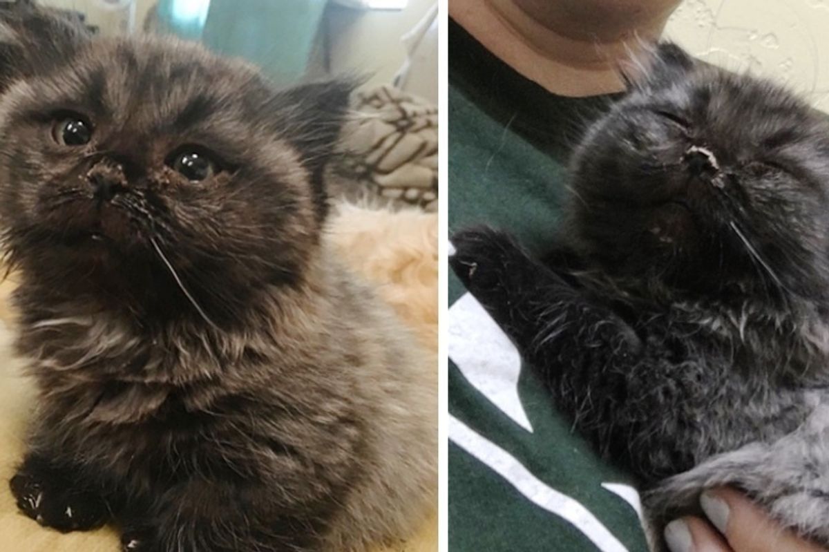 Dwarf Kitten Found Living Under a Shed, Discovers Cuddles for the First Time
