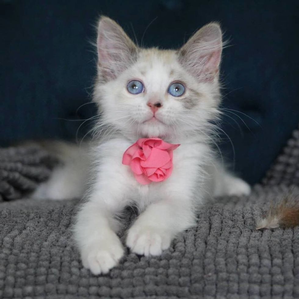 Kitten Found in Alley Gets Help to See and Thinks Her Foster Dad is Her ...