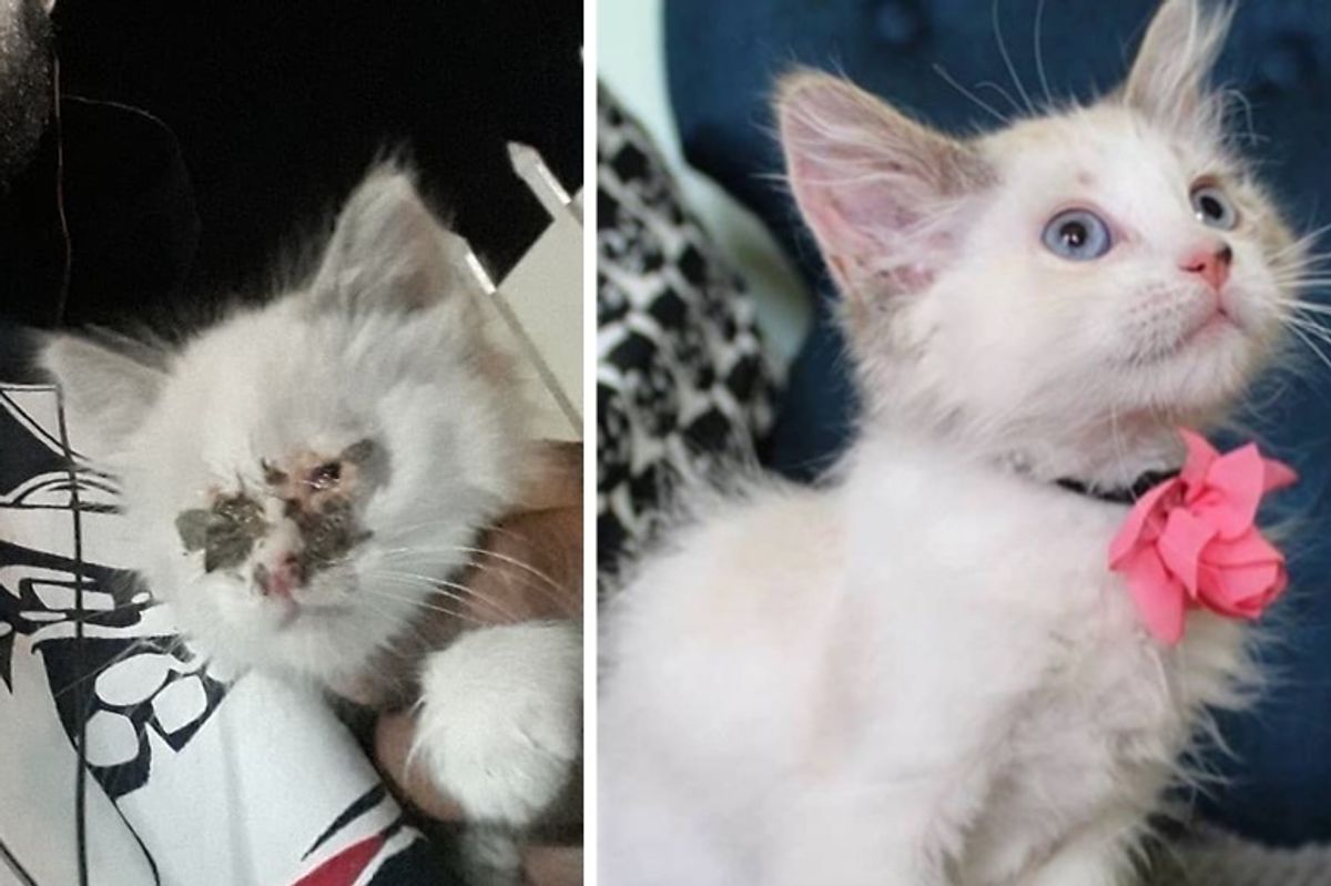 Kitten Found in Alley Gets Help to See and Thinks Her Foster Dad is Her 'Mom'
