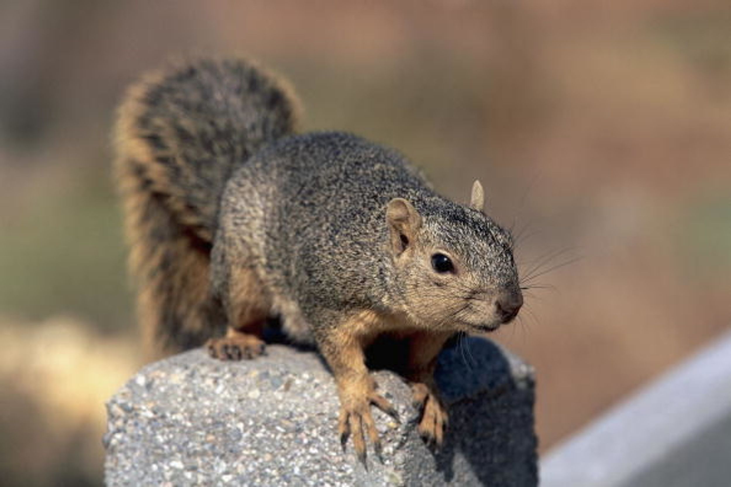 Woman Calls The Cops About A Burglar In Her House Only To Find Out It Was A 'Rogue Squirrel' 🐿
