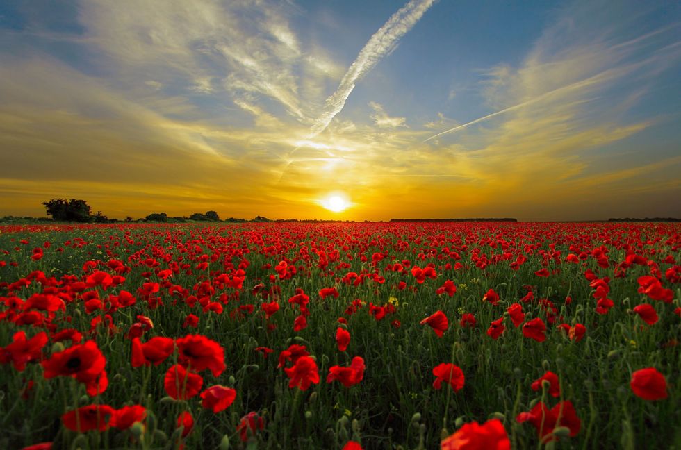 Fall In Love With Being Alive Fall In Love With Being Alive