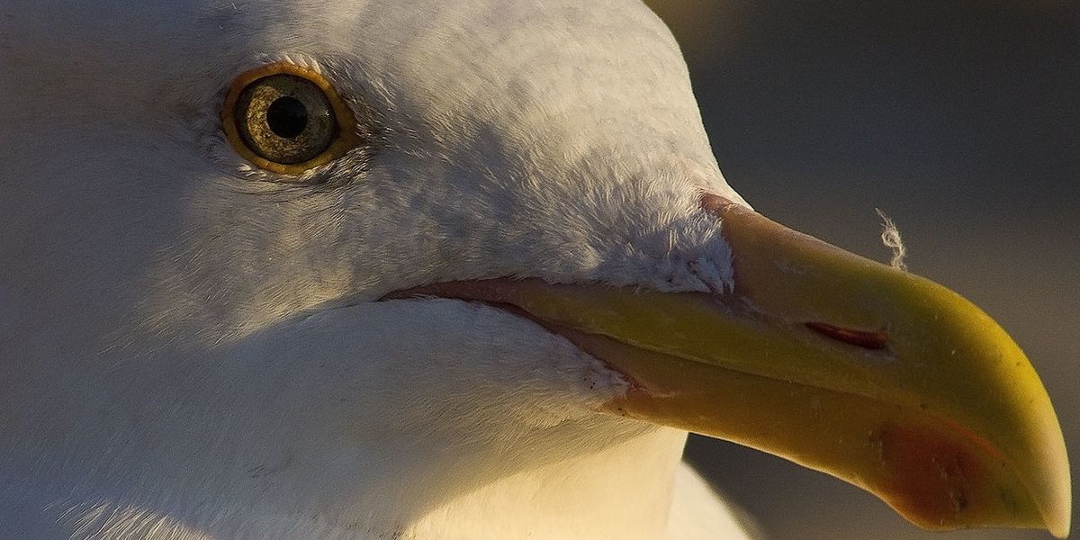 Bird brained? Gull scores a ride to organic composting facility. Twice.
