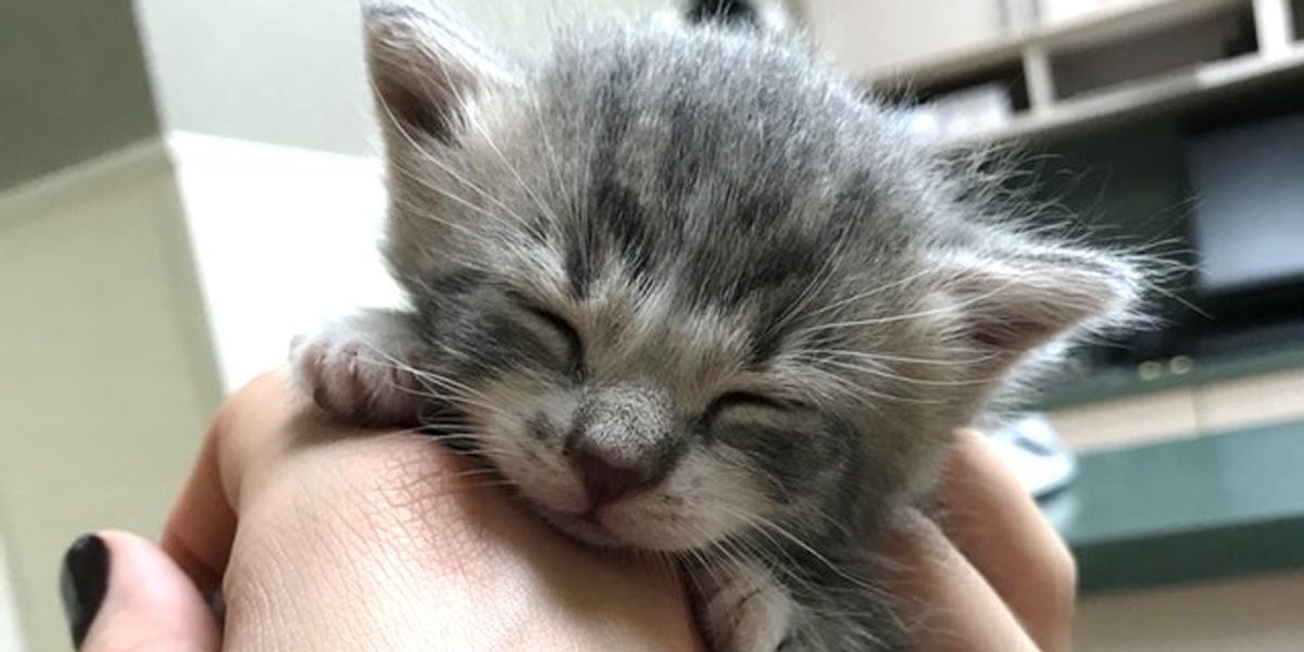 Kitten Found in a Bush Holds onto Woman's Hand and Won't Let Go - Love Meow