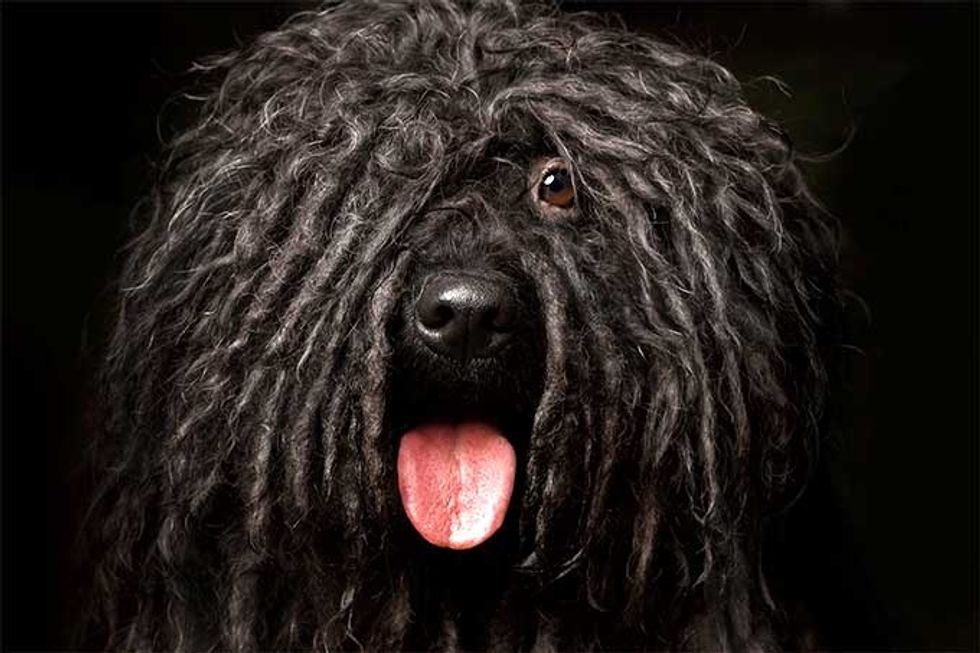 11 Weird Dog Breeds You ve Never Heard Of 11-weird-dog-breeds-you-ve-never-heard-of