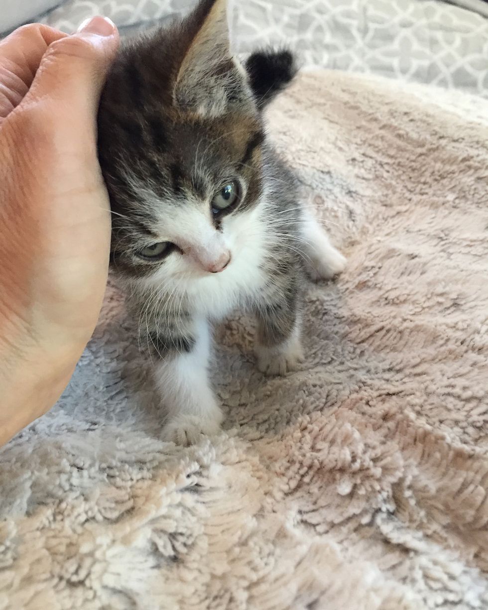 10 Kittens Saved From Rooftop Along with Cat Moms and Dad, Have Their ...