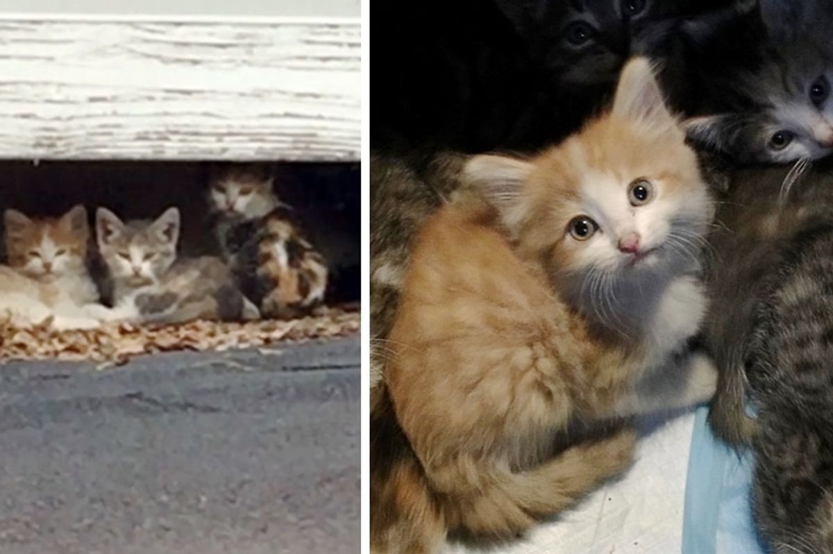 10 Kittens Saved From Rooftop Along with Cat Moms and Dad, Have Their Lives Turned Around