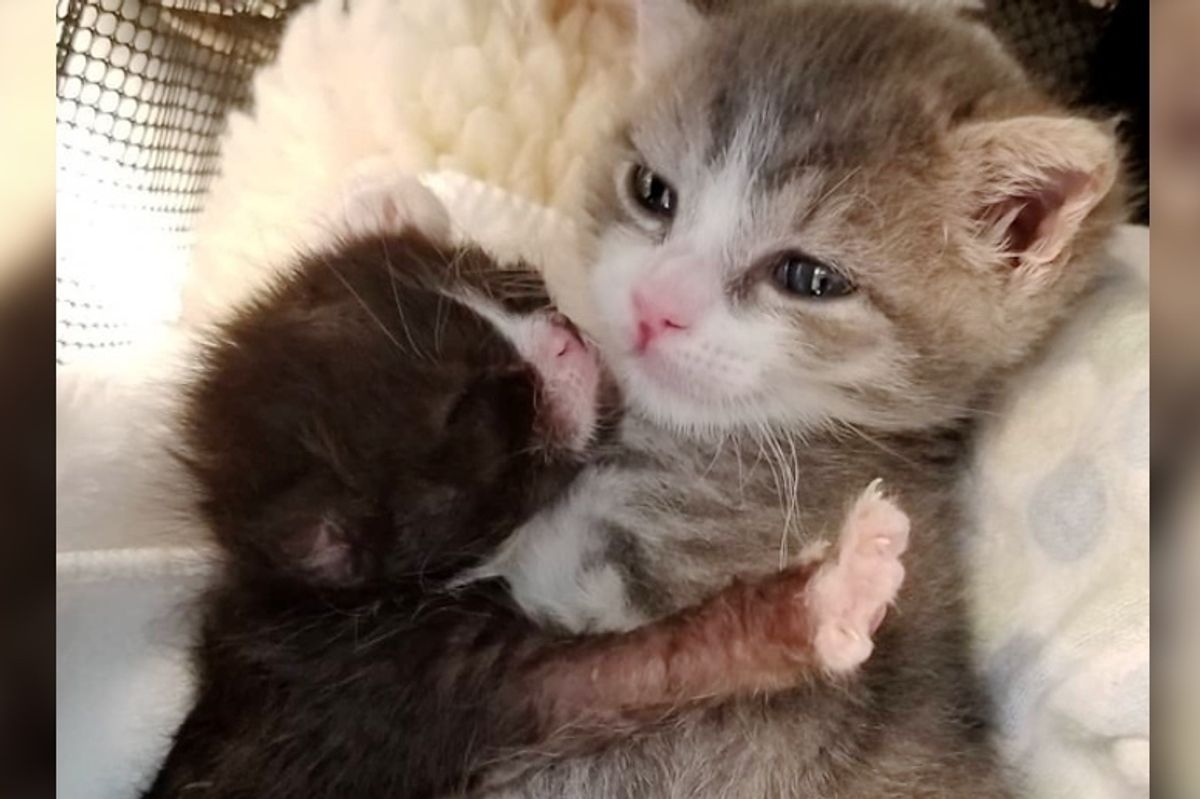 Kitten Who Had Rough Start, Fights to Live and Even Helps Tinier Kittens In Need