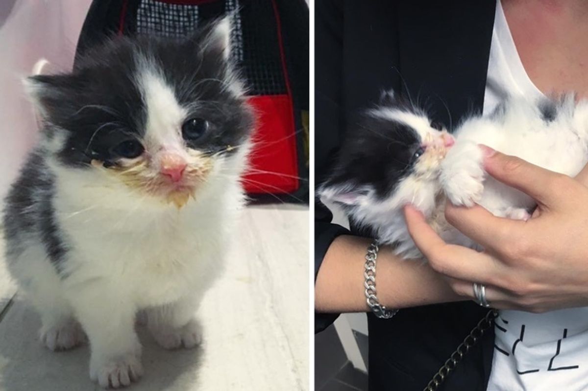 Kitten Who Was Left Behind and Hungry, Finds Love and Won't Let Go