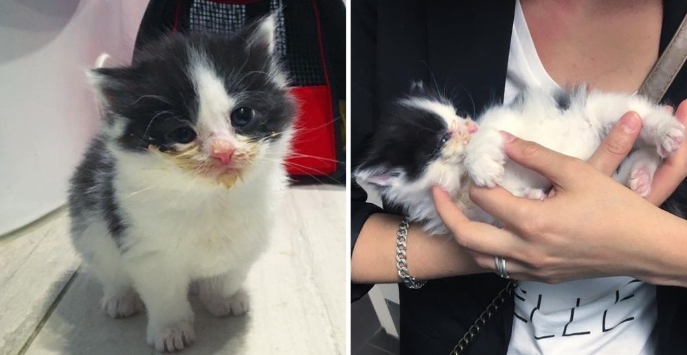 Kitten Who Was Left Behind and Hungry, Finds Love and Won't Let Go