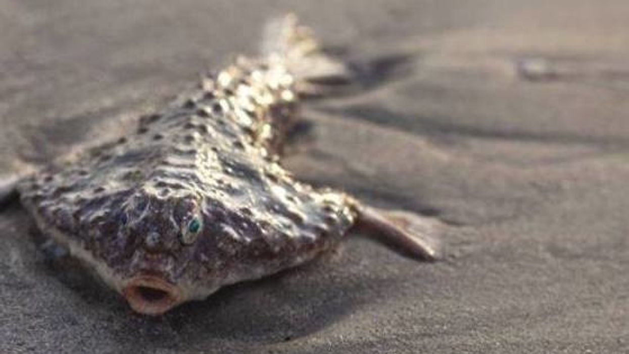 This deep-water fish came to shore in Texas in June and we have no clue why