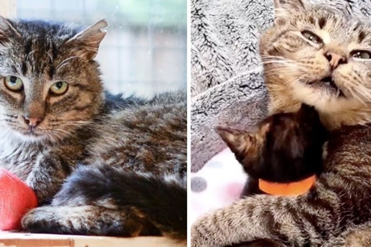 Grandpa Cat Waited Months to Cuddle Kittens, Has His Dream Come True
