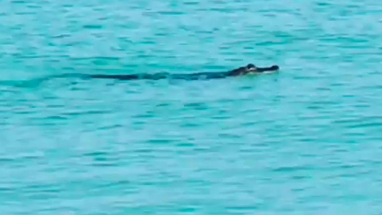 This alligator is spending its summer vacation in the Gulf, same as us