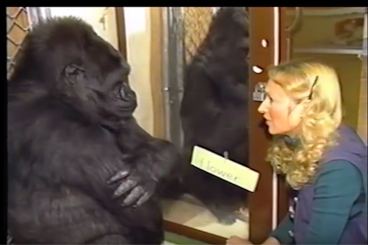 Adorable Gorilla Koko Signs Off