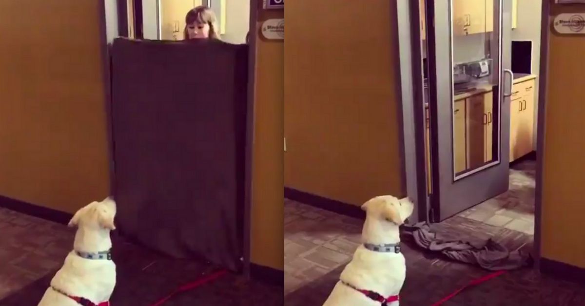 People Are Confusing Their Dogs With A Viral Disappearing 'Magic Trick'—And The Results Are Priceless 😂